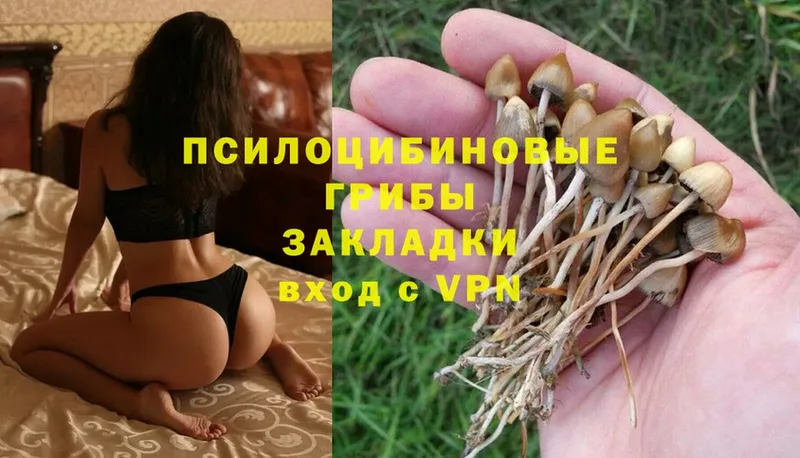 цены наркотик  Харовск  Галлюциногенные грибы Psilocybe 